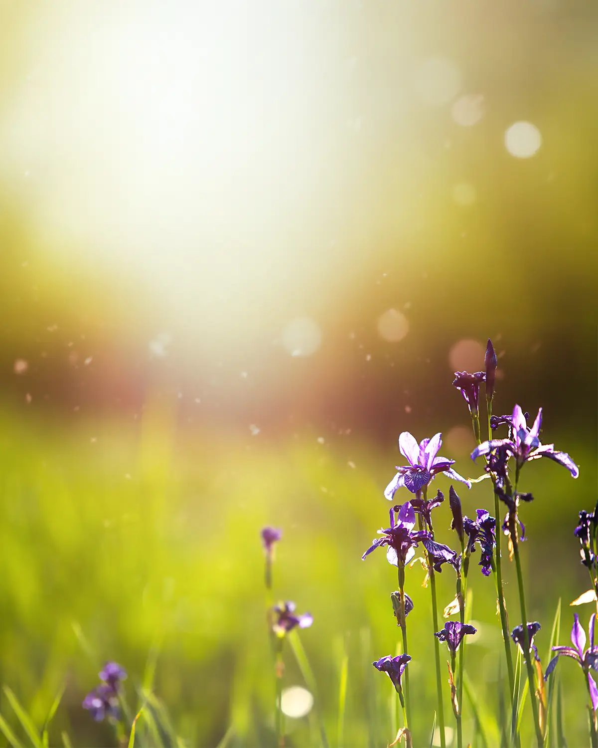 Purple iris flowers in a sunlit meadow