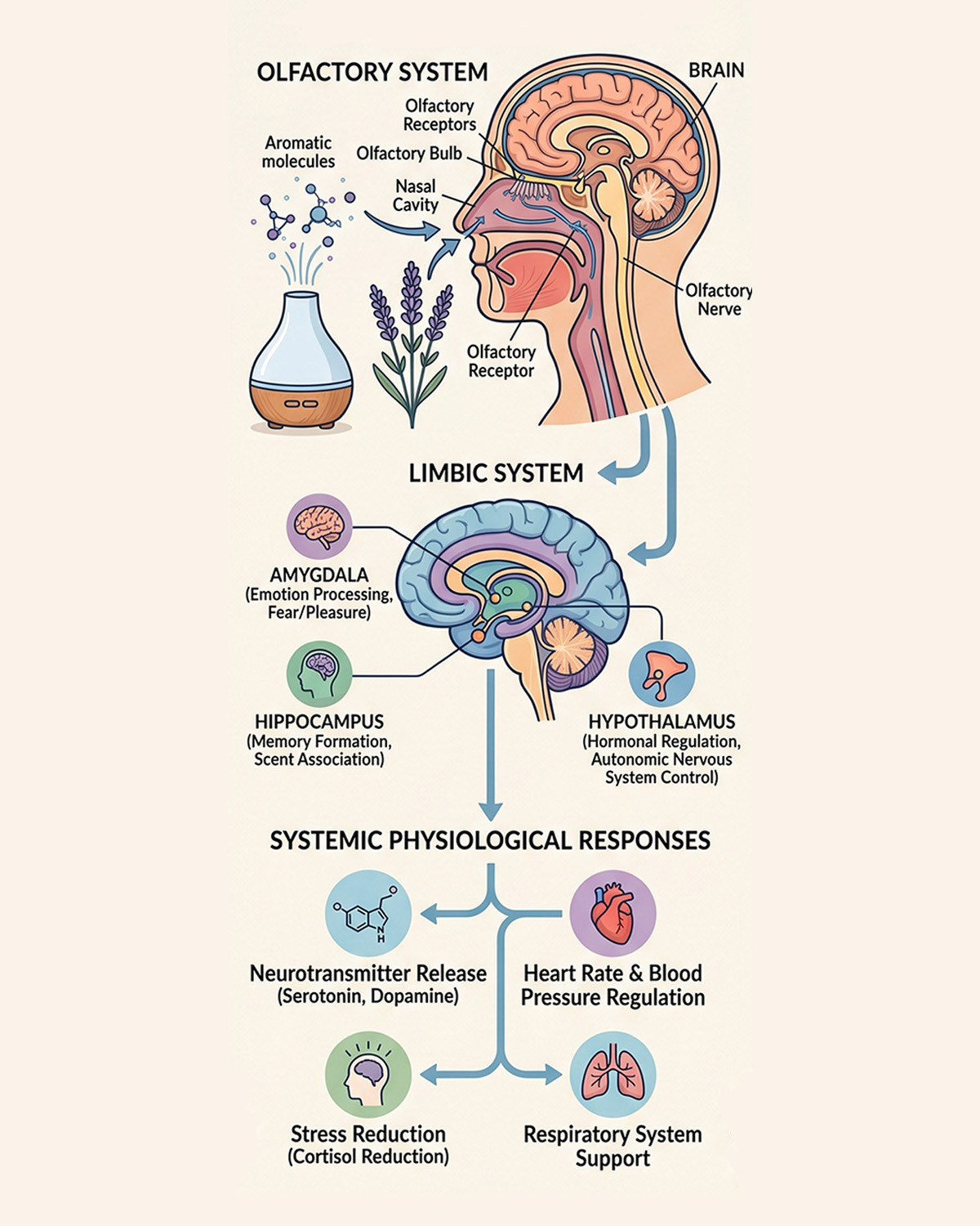 How aromatic molecules travel from the olfactory system through the limbic system to produce physiological responses